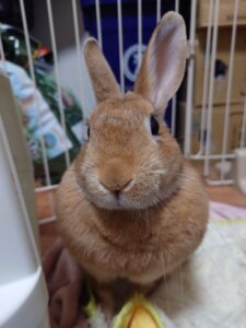 20250106_171232-225x300