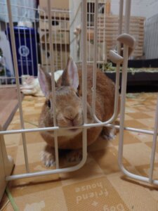 20250408_184500-225x300