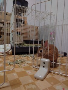 20250408_190853-225×300